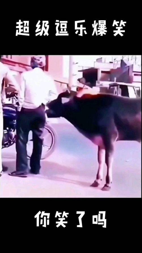 逗乐爆料视频大全最新,笑点满满,欢乐无限 第1张 逗乐爆料视频大全最新,笑点满满,欢乐无限 第1张